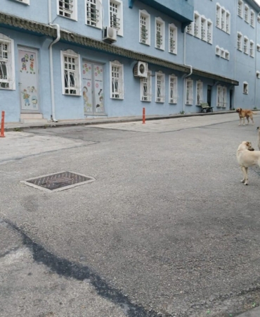 Bilecik’te başıboş köpekler yüzünden vatandaşlar sokağa çıkamıyor