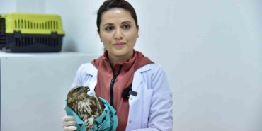 Bitkin halde bulunan şahin tedavi edilerek doğaya salındı