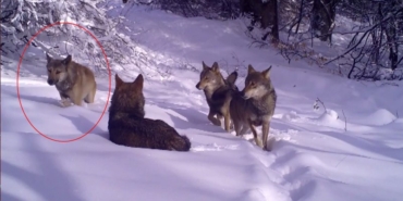 Bursa’da açık renkli kurt fotokapanlara yakalandı