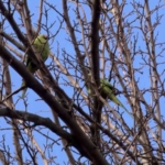 Büyükçekmece’de ağaçlarda görülen İskender Papağanı şaşırttı