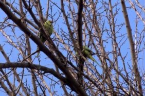 Büyükçekmece’de ağaçlarda görülen İskender Papağanı şaşırttı