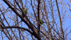 Büyükçekmece’de ağaçlarda görülen İskender Papağanı şaşırttı