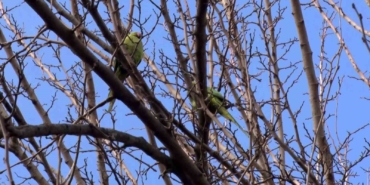 Büyükçekmece’de ağaçlarda görülen İskender Papağanı şaşırttı