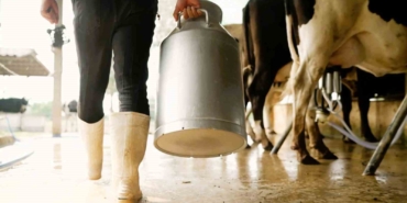 Çiğ sütte üreticinin eline 16 lira 40 kuruş geçecek