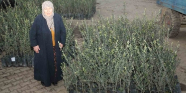 Eceabat’ta orman yangınlarından etkilenen üreticilere 5 bin zeytin fidanı dağıtıldı