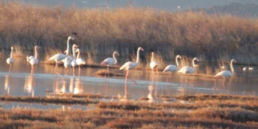 Flamingolar Burhaniye sahillerini mesken tuttu