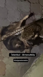 Hindistan’da çekilen görüntüyü İstanbul’daymış gibi paylaştılar