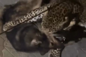 Hindistan’da çekilen görüntüyü İstanbul’daymış gibi paylaştılar