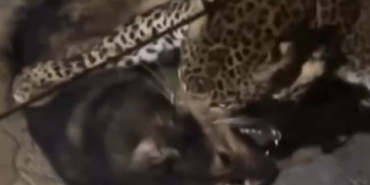 Hindistan’da çekilen görüntüyü İstanbul’daymış gibi paylaştılar