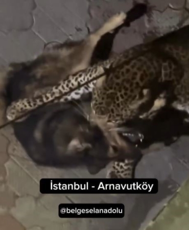 Hindistan’da çekilen görüntüyü İstanbul’daymış gibi paylaştılar