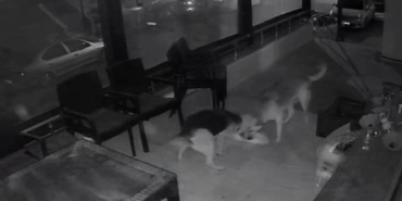 İki sokak köpeğinin, kediye saldırı anı kamerada