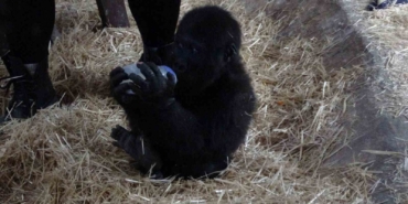 İstanbul Havalimanı’nda bulunan yavru gorilin ismi ‘Zeytin’ oldu