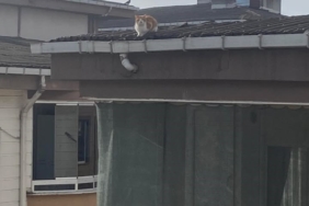 İtfaiye ekibinin kedi kurtarma mesaisi