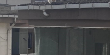 İtfaiye ekibinin kedi kurtarma mesaisi