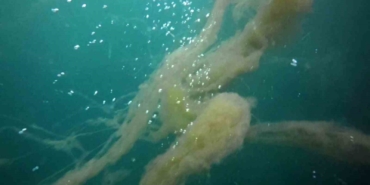 İzmit Körfezi’nde korkutan müsilaj manzarası