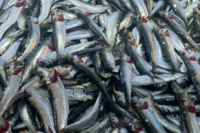 Kış aylarında sağlık, kalsiyum deposu kuyruğuyla kılçığıyla denizden çıkıyor