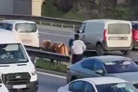 Maltepe’de E5’te sahibinden kaçan büyükbaş hayvanı kovalama anları kamerada