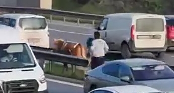 Maltepe’de E5’te sahibinden kaçan büyükbaş hayvanı kovalama anları kamerada