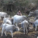 (Özel) Bursa’da 750 yıllık safkan yerli hayvanları kurşuna dizdiler