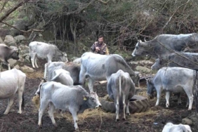 (Özel) Bursa’da 750 yıllık safkan yerli hayvanları kurşuna dizdiler