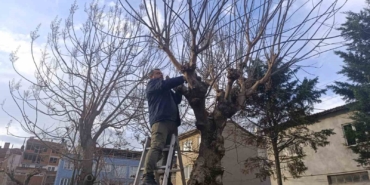 Park ve yeşil alanlarda budama çalışmaları sürüyor