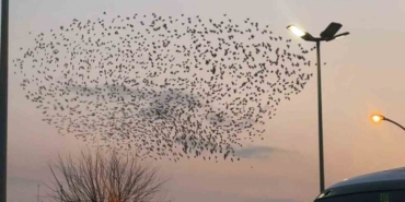 Sığırcık kuşlarının gökyüzündeki dansı mest etti