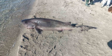 Tekirdağ’da sahilde köpek balığı bulundu