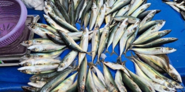 Tekirdağ’da uskumru, istavrit ve mezgidin kilosu 100 liradan satılıyor