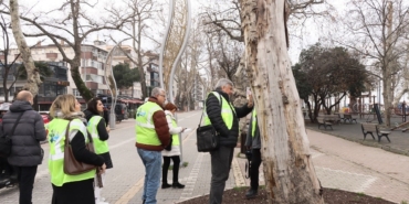 Yalova’da tarihi anıt ağaçlar uzmanlar tarafından incelendi