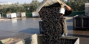 Zeytin alımları tamamlanıyor