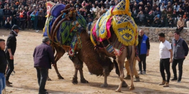 Havran’da geleneksel deve güreşleri büyük ilgi gördü