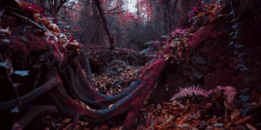 Kızılötesi ışığın büyüleyici estetiği sergilenecek