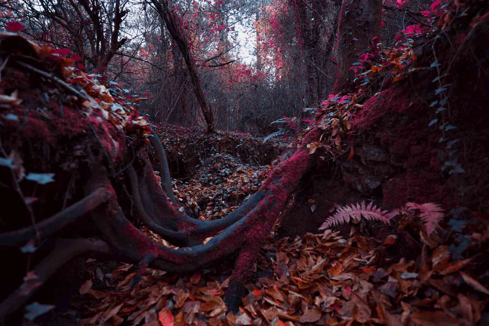 Kızılötesi ışığın büyüleyici estetiği sergilenecek