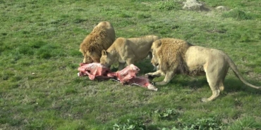 Aslanlar, 75 kilo karkas eti afiyetle yedi