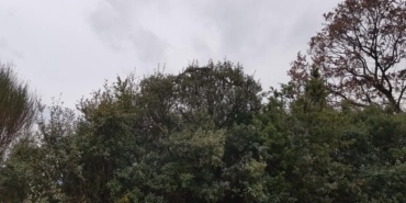 Çanakkale’de dev yılan görüldü: Yaklaşık 8 metre