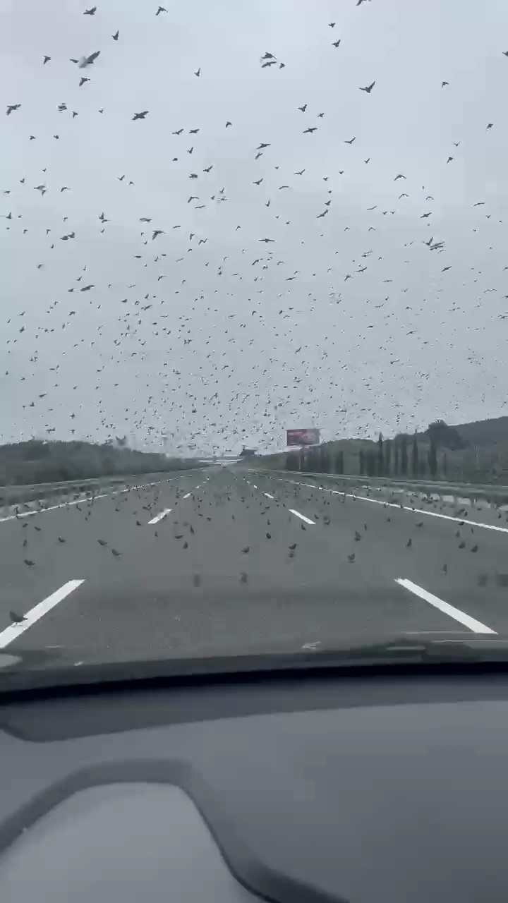 İstanbul - İzmir otobanında sürücüleri şaşırtan görüntü