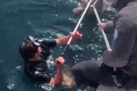 Denize düşen kedi kurtarıldı