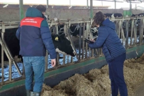 Babaeski’de büyükbaş hayvanlar için şap aşılama çalışmaları devam ediyor