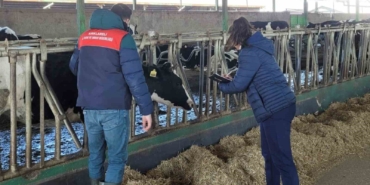 Babaeski’de büyükbaş hayvanlar için şap aşılama çalışmaları devam ediyor