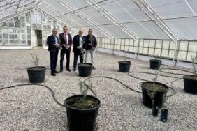 Edremit’te yeni yerli zeytin çeşidi tescillendi