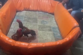 Pendik’te horoz dövüştürenlere 132 bin lira ceza