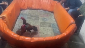 Pendik’te horoz dövüştürenlere 132 bin lira ceza