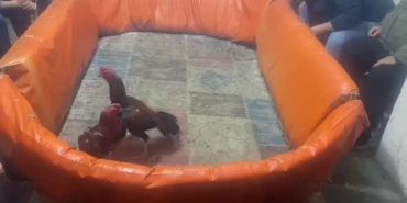 Pendik’te horoz dövüştürenlere 132 bin lira ceza