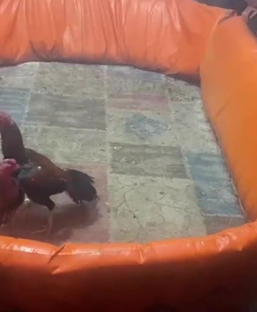 Pendik’te horoz dövüştürenlere 132 bin lira ceza