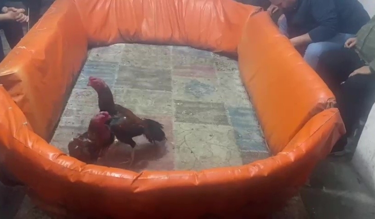 Pendik’te horoz dövüştürenlere 132 bin lira ceza