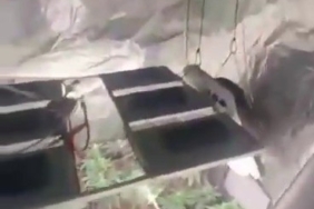 Sultanbeyli’de uyuşturucu operasyonu: Evi seraya dönüştürmüşler