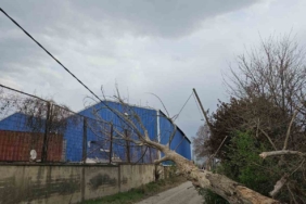 Lodos ağaçları devirdi