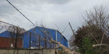 Lodos ağaçları devirdi