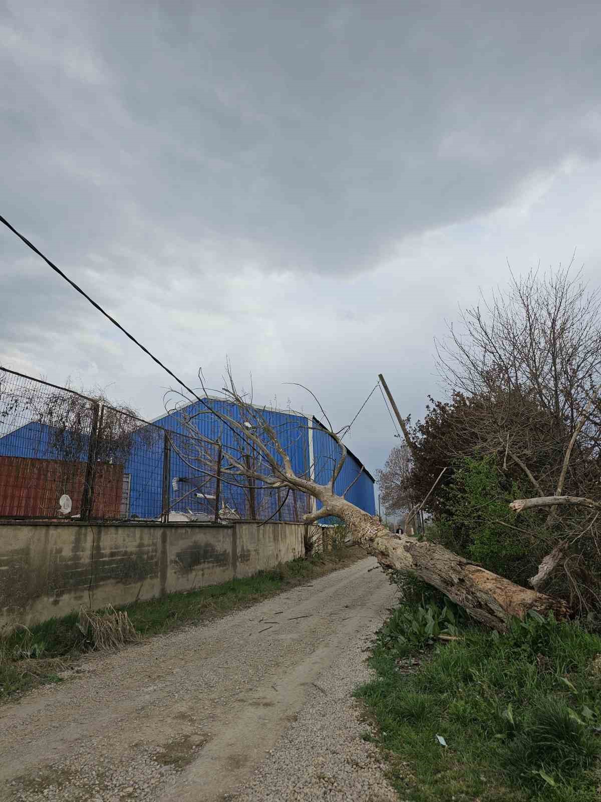 Lodos ağaçları devirdi