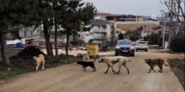 Bilecik’te gece sokaklarda insandan çok köpekler geziyor